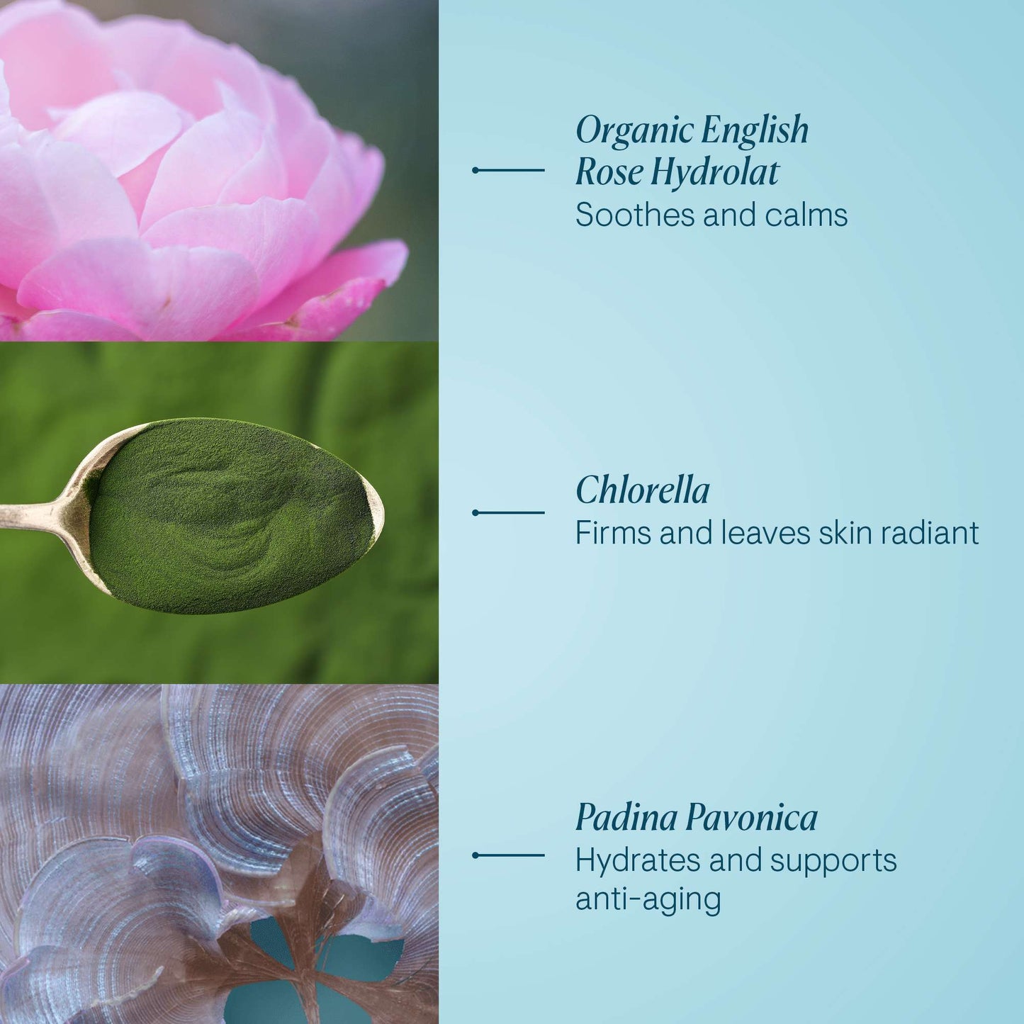 ELEMIS Pro-Collagen Rose Marine Cream 50ml - Additional 6